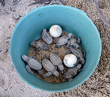 hatchlings